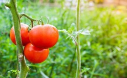 Ein Geschenk niederländischer Züchter - Tomate 