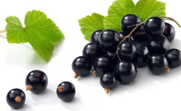 Black currant for weight loss