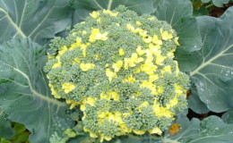 Čo robiť, ak kvitne brokolica a ako správne pestovať kapustu, aby sa tomu zabránilo