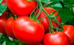 Como cultivar um tomate 