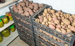 כיצד לאחסן נכון תפוחי אדמה ובאיזו טמפרטורה הם עומדים