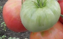 Variedad de frutos grandes con un sabor delicado para la nutrición dietética: tomate 