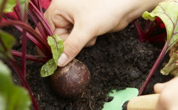Beterraba cresce mal - como alimentá-los: determinar a falta de oligoelementos e selecionar a melhor composição de fertilizante