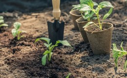 Regeln für das Anpflanzen von Pfeffer: Vorbereitungsphase, Zeitpunkt und Nuancen des Prozesses