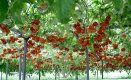 Aštuonkojai yra tikras pomidorų medis, turintis milžinišką derlių