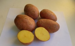 מגוון תפוחי אדמה לשולחן מוקדם בינוני 