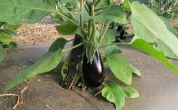 Deskundig advies voor de verzorging van aubergines in de kas