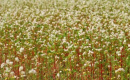 Buckwheat cultivation technology from sowing to harvest