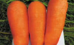 Híbrido de cenoura Boltex de alto rendimento com excelente sabor