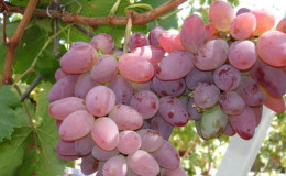 Red rose grape hybrid - mga tampok ng pangangalaga at paglilinang