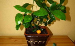 Com podar adequadament un arbre de mandarina a casa: instruccions pas a pas