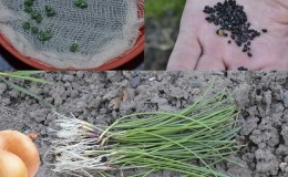 Stap-voor-stap handleiding voor het kweken van uien uit zaden in één seizoen zonder gedoe