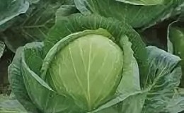 Late ripe cabbage hybrid Ancoma f1 for long-term storage