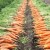 Instruktioner för att odla morötter i landet för nybörjare