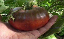Warum schwarze Tomaten von Sommerbewohnern so angezogen werden