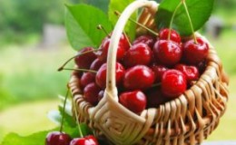 Instruções para o transplante de cerejas no verão para outro lugar para jardineiros novatos