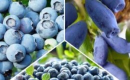 Sự khác biệt giữa Blueberry và Honeysuckle là gì - Làm thế nào để phân biệt chúng
