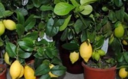 Anleitung zur Pflege von Pawlowsker Zitrone zu Hause