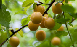 Kaip teisingai genėti vyšnių slyvas vasarą: schemos, etapai ir patarimai šia tema