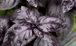 Purple basil - benefits and harms