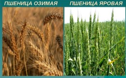 What is the difference between spring and winter wheat and how to distinguish them from each other