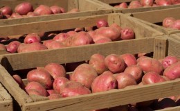 כללי אחסון לתפוחי אדמה זרעים: הוראות להכנת זרעים ותנאים מיטביים