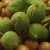Cách trồng Macadamia tại nhà