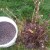 Wie man Johannisbeeren und Stachelbeeren im Frühjahr richtig füttert