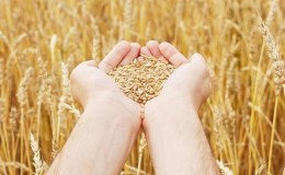 Vlasť z pšenice: odkiaľ pochádza pšenica na Zemi