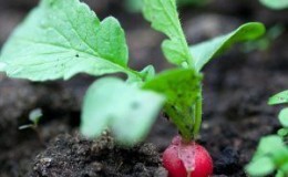 What can be planted after radish in July, and which crops should not be planted