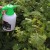 Как да обработваме цариградско грозде през пролетта и лятото срещу болести и вредители