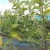 Les feuilles de pommier jaunissent en juin: que faire et pourquoi cela se produit - Un guide pour les jardiniers