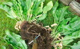 The most effective ways to get rid of horseradish in the garden quickly and forever