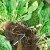 Les moyens les plus efficaces de se débarrasser du raifort dans le jardin rapidement et pour toujours