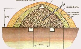 כיצד לאחסן כראוי תפוחי אדמה ללא מרתף באדמה עד האביב