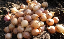 Instructions for choosing a variety and planting Dutch onions for the winter