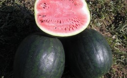 Por que a variedade de melancia Ikar é boa e por que vale a pena cultivar