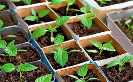 Instrucciones paso a paso para cultivar plántulas de pimiento en casa para cultivadores de hortalizas novatos