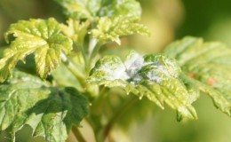 Diseases and pests of currants, ways to combat them, preventive measures