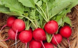 Ang Celeste Radish Hybrid Care para sa Masarap na Big Fruits