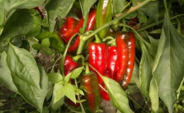 O que você não pode plantar ao lado da pimenta amarga: regras de rotação de culturas e segredos de cultivo