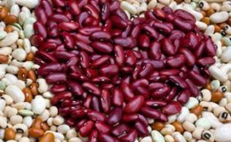 Comment les haricots agissent sur le corps: avantages et inconvénients, secrets de conservation des vitamines et règles d'utilisation