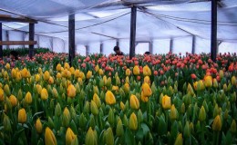 Ako pestovať tulipány do 8. marca
