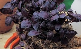 How to grow basil Ruby Cairo: planting and care step by step for beginners