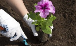 Plantar e cuidar de petúnias durante a floração em um vaso