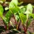 Kuinka juottaa juurikkaiden suolavedellä oikein - suhteet liuoksesta ja ohjeet vihannesten käsittelylle sen sokeripitoisuuden perusteella