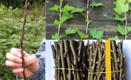 How to propagate currants in the spring by cuttings so that it takes root