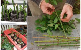 Simple ways to save rose cuttings until spring and plant them correctly