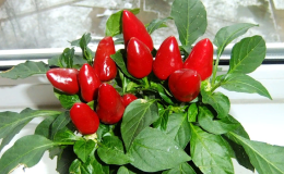 Come scegliere una varietà e coltivare correttamente i peperoni indoor su un davanzale o un balcone