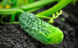 Salatalıkların meyve verme döneminin uzatılması: Ağustos ayında beslenme için etkili tarifler